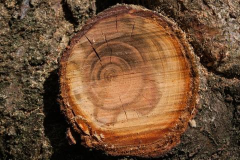 Annual rings on tree