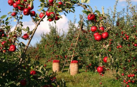apple orchard with wooden ladders and barrels of red apples