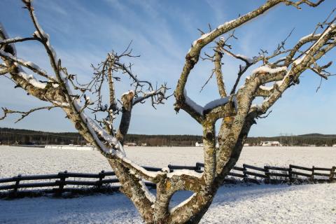 apple tree winter