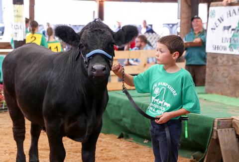 Young 4-H'er stands with cow at the NH 4-H Livestock Auction