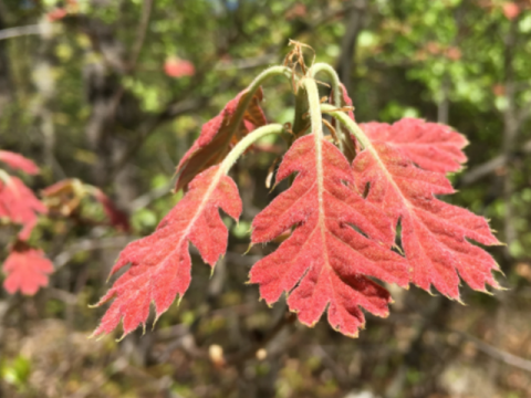 young oak leaves