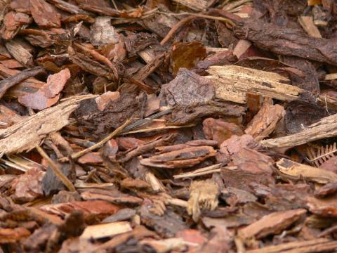 Pine bark, an excellent ornamental mulch, great for veggies, too
