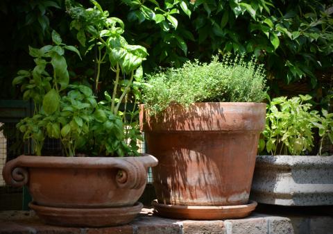 Basil and thyme in terracotta containers
