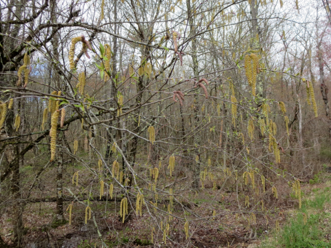 Yellow birch catkins