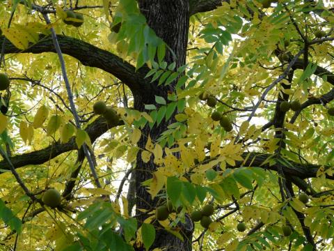 walnut tree types