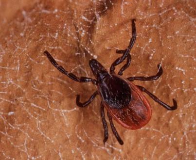 Blacklegged tick