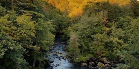 a river flowing through a forest