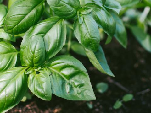 Basil