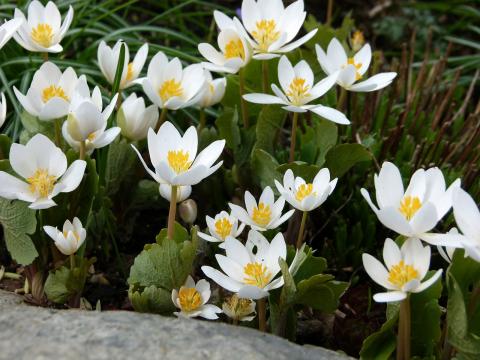 Which spring ephemerals are best for New Hampshire gardens