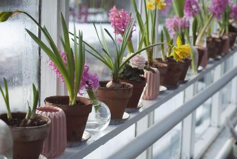 Potted Flowers in Greenhouse