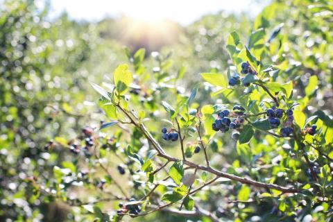 Highbush blueberry bush
