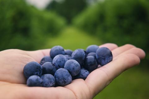 Handful of fresh blueberries.
