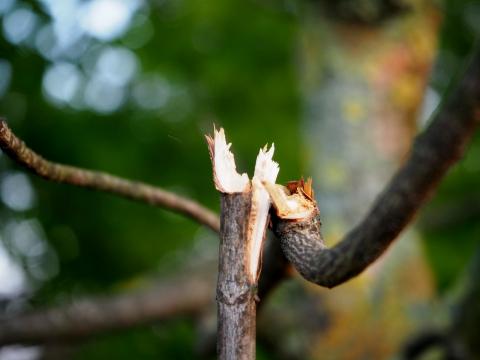 broken tree