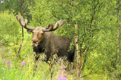 bull moose among trees and grasses