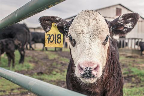 calf in a feedlot