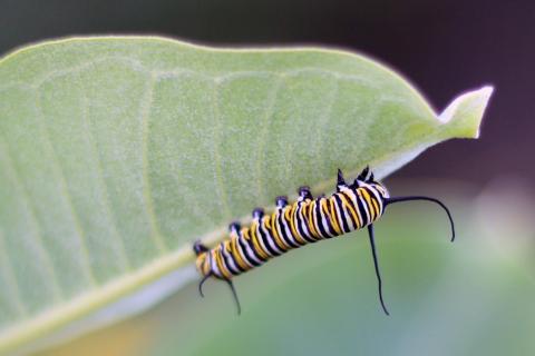 Monarch caterpillar on milkweed