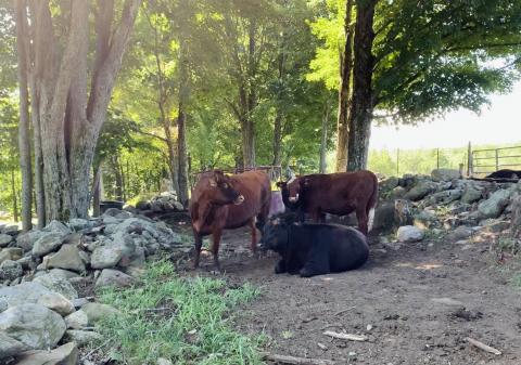 cattle at farm in the woods