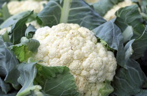 Fresh head of cauliflower.