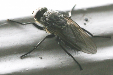 Cluster Flies [fact sheet]