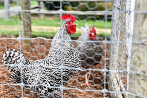 Chicken Wire Fence for Feeding Poultry, Protecting Plants, Prevent Animals