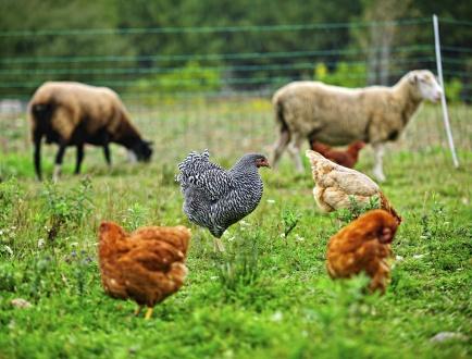 chickens in pasture