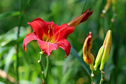 daylily