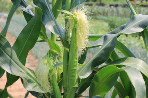 corn earworm and squash vine borer will feed on corn