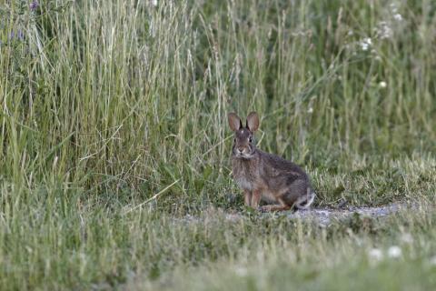 An eastern cottontail rabbit sits in a grassy area next to some thick, tall grass. It is looking in the distance and seems alert and ready to move.