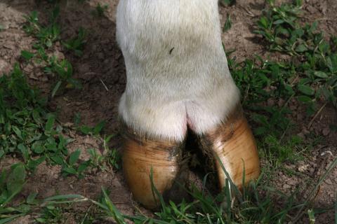 closeup view of a cow's hoof