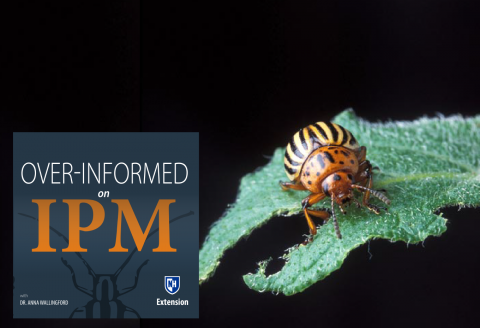 Colorado Potato Beetle CPB