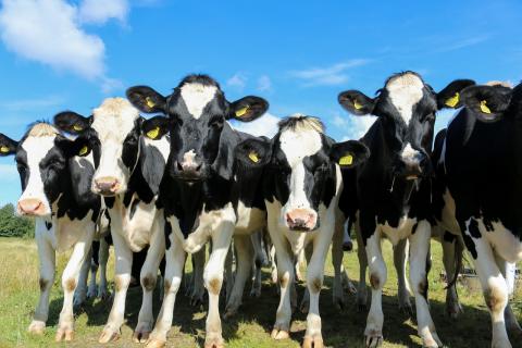 group of curious heifers in a pasture