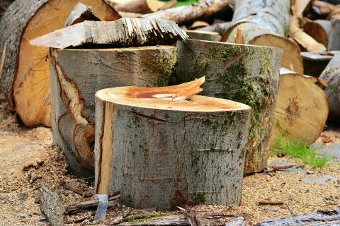 piles of wood for cutting