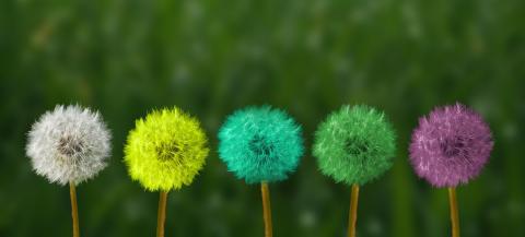 Colorful Dandelions