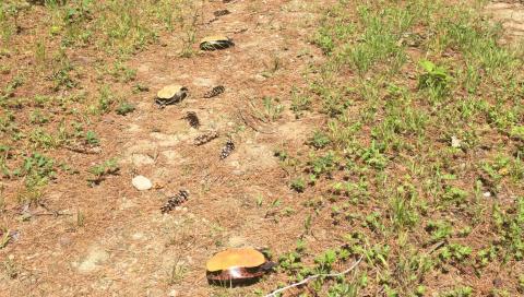 three dead painted turtles on their backs along a dirt road