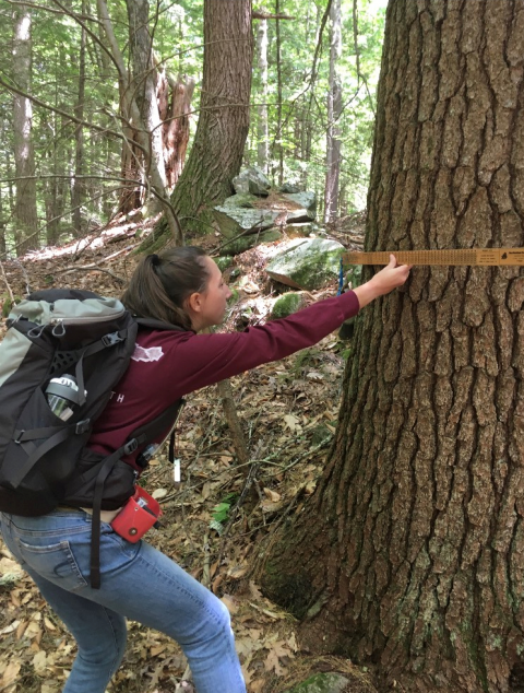 Brooke Gauthier measuring tree diameter