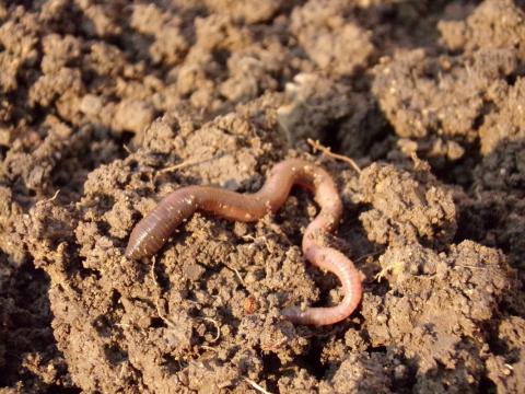Adding Worms to Your Garden 