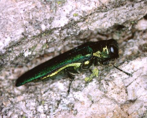 emerald ash borer adult on white ash bark