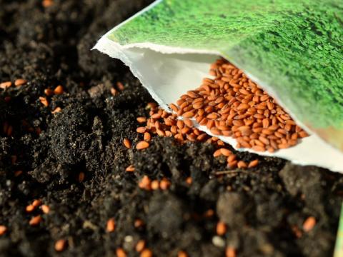 planting seeds