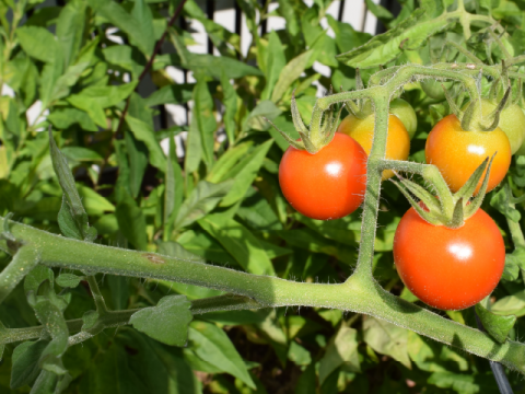 cherry tomatoes on a vine