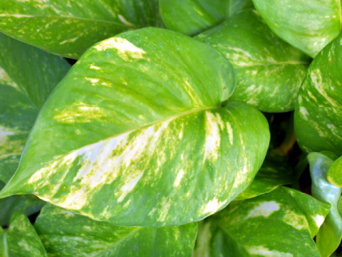 Money Plant Golden Pothos Variegated Leaves Ivy Arum