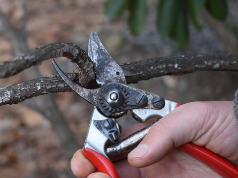 pruning an apple tree