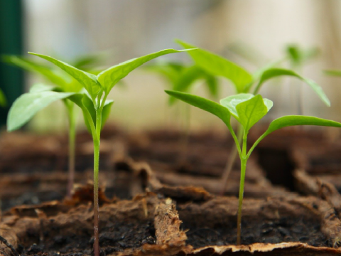 Seed Starting in Plastic Cups: Mini-Greenhouses for Sowing Seeds - Growing  The Home Garden