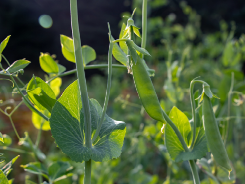 Peas growing in a garden