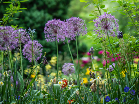 beautiful flower garden