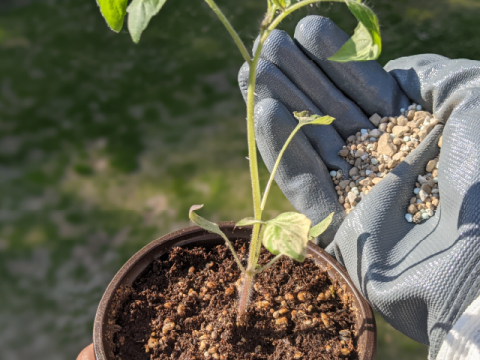 Gloved hand with fertilizer and a potted plant