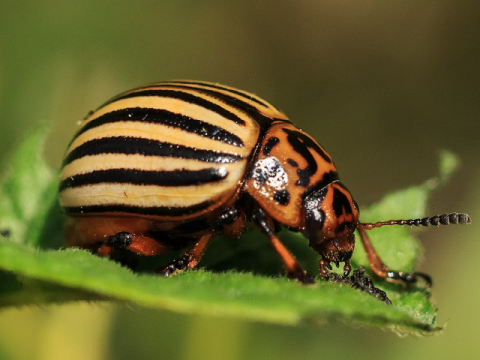 Colorado Potato Beetle