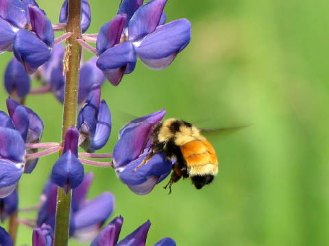 Tricolor bee on blue flowers