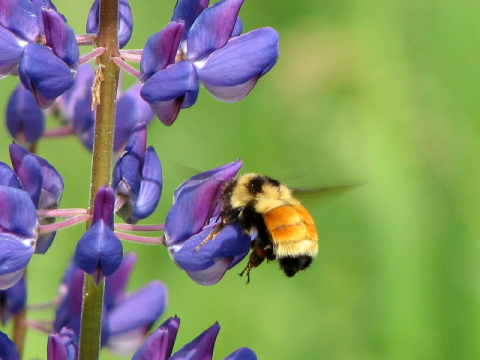 Tricolor bee on  blue flowers