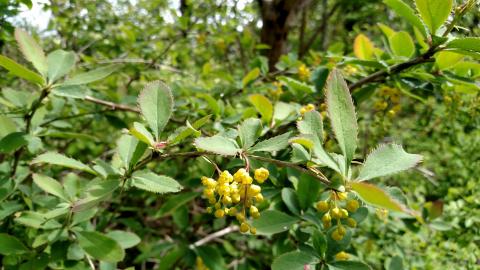 european barberry