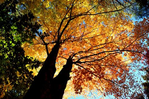 Looking up at tree trunks and beautiful colorful fall foliage